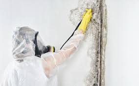 Mold Removal for HVAC Installations in New Windsor, MD